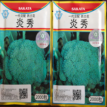 香港高华代理日本坂田公司炎秀西兰花青花菜花椰菜种子