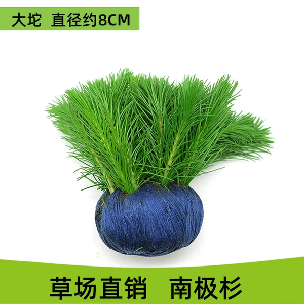 Nanjijian, большой комок