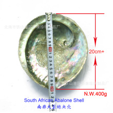 批发南非开普敦大蓝鲍鱼壳_大鲍鱼贝壳摆件 South African鼠尾草