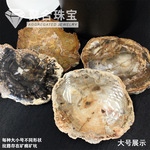 天然木化玉原石切片5-16cm标本石树化玉茶杯垫家居复古装饰摆件