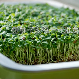 蔬菜种子;其他农业