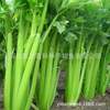 The company wholesale four seasons of vegetables and flower seeds more than 200 products supply chain of vegetables and flowers seeds