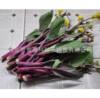 The company wholesale four seasons of vegetables and flower seeds more than 200 products supply chain of vegetables and flowers seeds