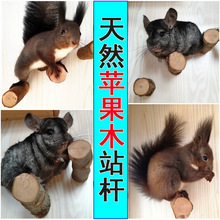 龙猫苹果木跳柱 松鼠站杆 宠物磨牙玩耍站棒非花椒木磨爪站杠用品