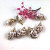 European and American beach wind earrings Leopard -head conch jewelry shell -shell ears gold conch jewelry