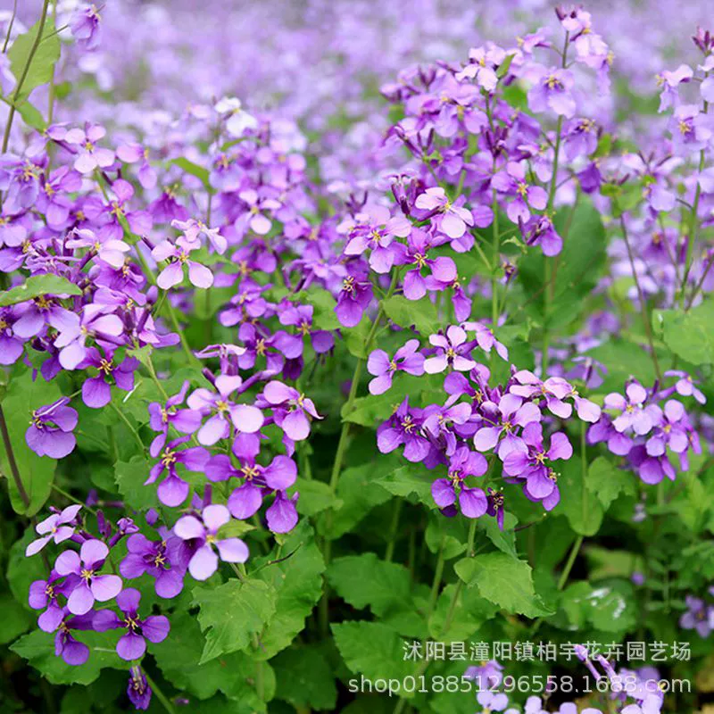 Семена Февральской орхидеи легко прожить в четыре сезона. Семена Февральской орхидеи-многолетние и многолетние.