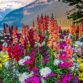 种子;一二年生花卉