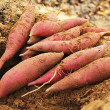 【活动】福建漳州六鳌红薯 代发3/9斤新鲜甜粉糯沙地红蜜薯番薯红