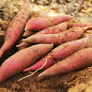 �����x���������������t�� ���l3/9�����r���Ŵɳ�ؼt���������t