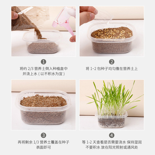 Hydroponic cat grass wholesale Pipitao hair balling cream catnip snack seeds potted nutritious soil cat grass