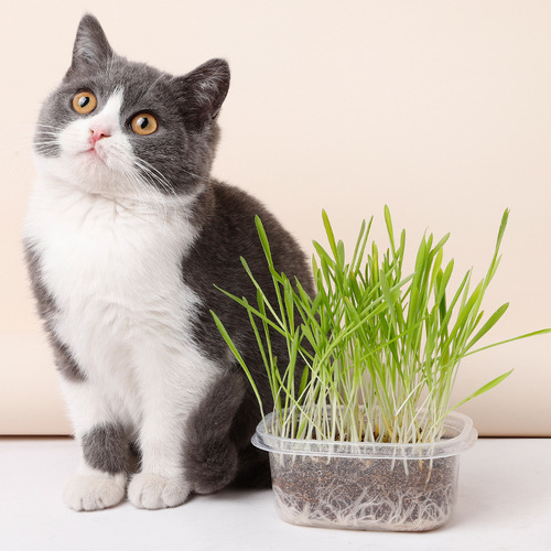 Hydroponic cat grass wholesale Pipitao hair balling cream catnip snack seeds potted nutritious soil cat grass