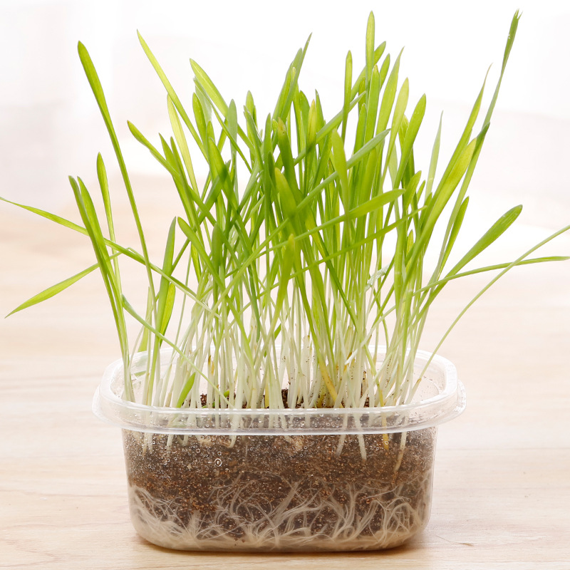 Set de hierba perezosa para gatos al por mayor bocadillos para gatos nutrientes suelo semillas de trigo en maceta bola de pellizco mascotas productos para gatos