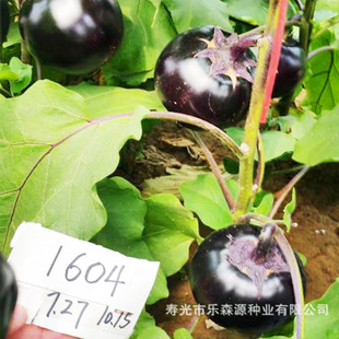 �������ѷN�Ӵ�ڈA�ѷN�Ӹ߮a�A�ѷN�Ӻ������A�ѷN��