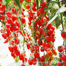 ѷNtNӉ Nl ҷѷN t̖Nx