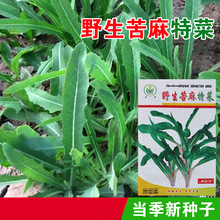 苦麻菜种子曲麻菜种子苦麻菜种籽蔬菜种子菜籽瓜果蔬菜种子批发