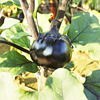Eggplant seed eggplant eggplant eggplant seeds Vegetable Vegetables wholesale vegetable seeds and vegetable seeds company four seasons broadcast