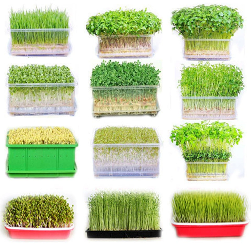 Ростки семена ростки Семена балкон горшечные Семена овощных культур Беспочвенное выращивание рассада фасоли четыре сезона Весенняя Посадка Семена