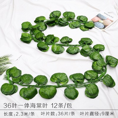 36 piezas de una pieza Begonia 1 Pack (12 piezas)