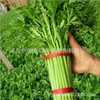 The company wholesale four seasons of vegetables and flower seeds more than 200 products supply chain of vegetables and flowers seeds