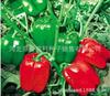 The company wholesale four seasons of vegetables and flower seeds more than 200 products supply chain of vegetables and flowers seeds