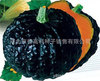 The company wholesale four seasons of vegetables and flower seeds more than 200 products supply chain of vegetables and flowers seeds