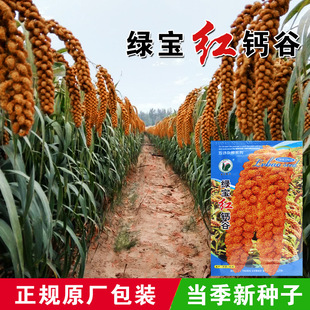 �t�}��С�׷N��С���Ѱ�ճ�ȴ��Ĳ��ȷN�߲˷N�����l�˷N����