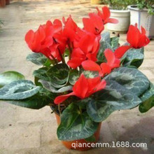 �ɿ́����Ի����ö����ļ��_�����B���̨�҃Ȼ��ܵ��»�������