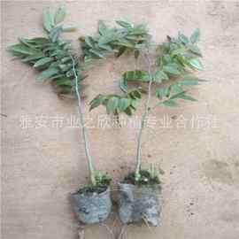 基地供应绿化树海南黄花梨苗木