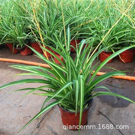 盆栽;种子;园林果树