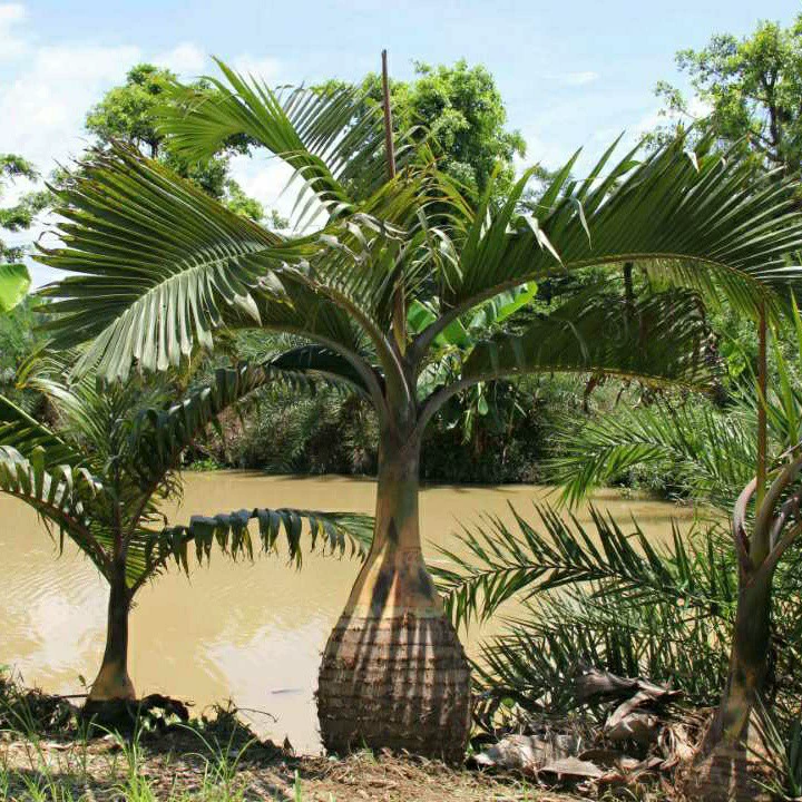 201 Базовая прямая винная бутылка кокосового ореха 0,5-2 м. Пул.