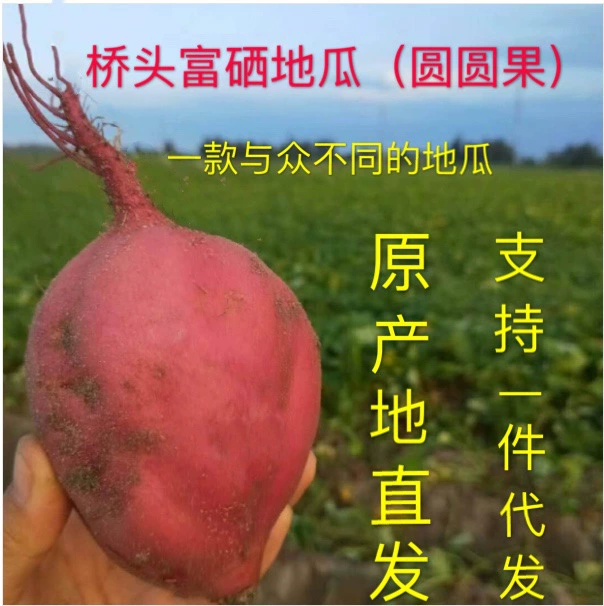 Хайнань Чэнмай Цяотоу Se обогащенные сладкий картофель 5/10кг Каштан сладкий картофель Non-Liuao мед сладкий картофель Qiaotou происхождения прямые волосы