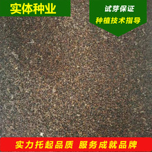 ɳNӷLɳN|ɳѲɳǤС