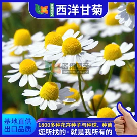 种子;种球;鸟食