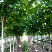 ���� ��ͩ���� ���ľ ��ͩ ��ͩ�� �е���