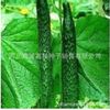 The company wholesale four seasons of vegetables and flower seeds more than 200 products supply chain of vegetables and flowers seeds