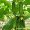 The company wholesale four seasons of vegetables and flower seeds more than 200 products supply chain of vegetables and flowers seeds