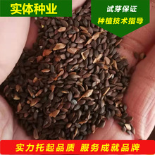 ·NɼNӾGľNľNӌɼѿr