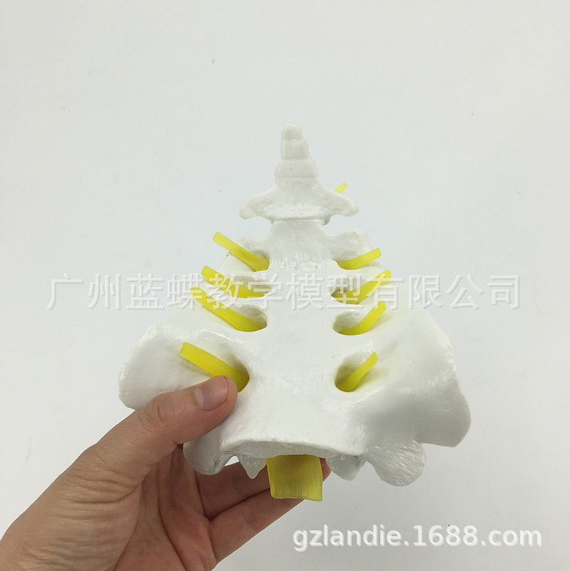 ��Ȼ���������Ǻ�β��ģ�� ҽѧ�ǿƽ�ѧģ�� ����ֱ��