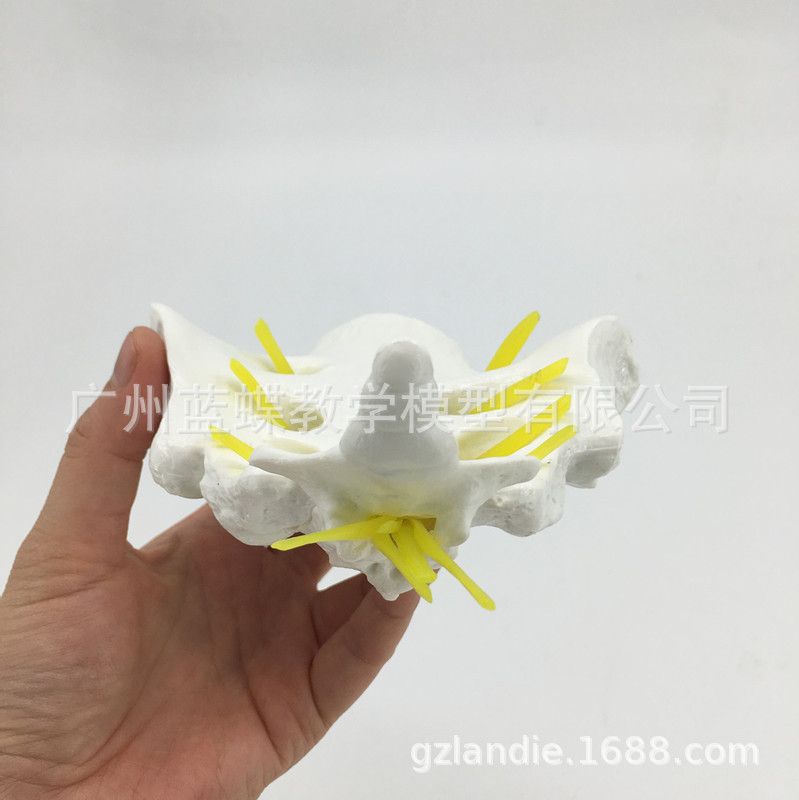 ��Ȼ���������Ǻ�β��ģ�� ҽѧ�ǿƽ�ѧģ�� ����ֱ��