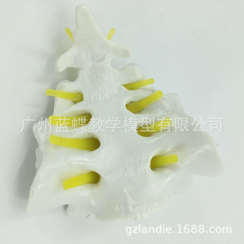 ��Ȼ���������Ǻ�β��ģ�� ҽѧ�ǿƽ�ѧģ�� ����ֱ��