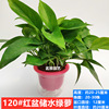Green Potted Plant Plant Plant Plant Flower Green Plant Water Pei Changtang Hanging Large Green Bad New House to absorb formaldehyde