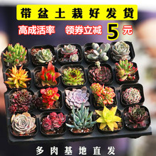 ����ֲ�����l����ʺ�����������ֲ�����54��/���������