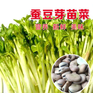 �Q����ѿ��˷N���Q��ѿ������Q���N��ˮ���ļ��߲˷N�����l�˷N