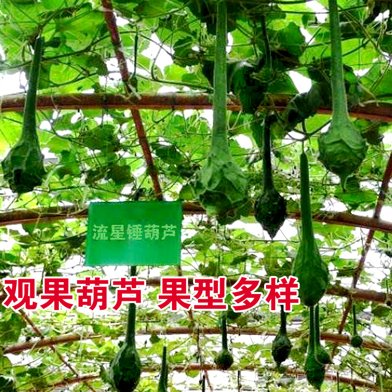 鹤首葫芦种子葫芦籽流星锤葫芦种子蔬菜种子批发菜种菜籽种子公司