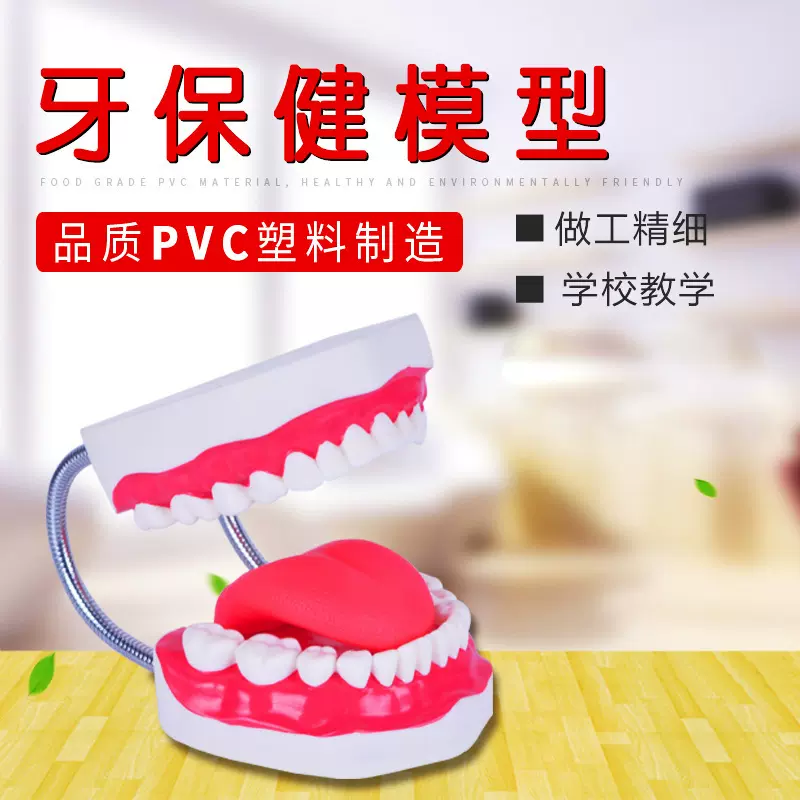 厂家供应 牙保健模型 无味塑料 PVC制作 教学模型 生物教学仪器