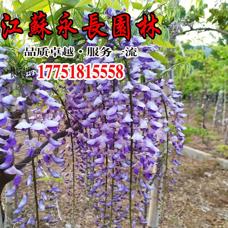 Многолетние Оптовые саженцы деревьев глицинии вьющиеся растения крыша сад украшение в горшках украшение полные спецификации саженцы глицинии