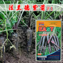 紫色胡萝卜种子胡萝卜籽水果胡萝卜种子蔬菜种子菜种菜籽批发