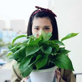 盆栽;月季蔷薇植物;花盆容器