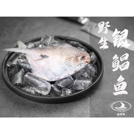 舟山海鲜海捕海捕新鲜活冻鲳鱼家庭酒店餐饮量大从优订购批发散装