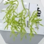 成品植物塑料绣球花材料